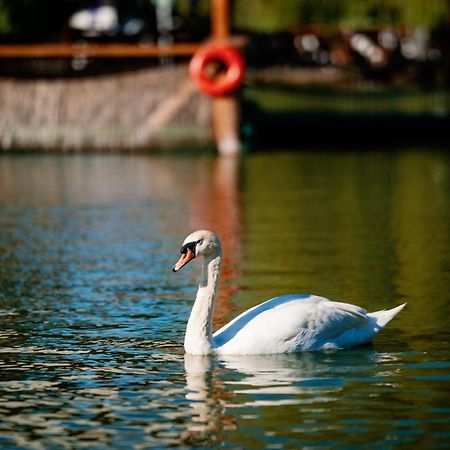 Montana Garden Otel Răşinari Dış mekan fotoğraf